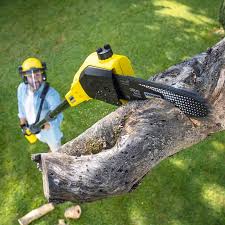 Best Tree Preservation Services  in Alamogordo, NM