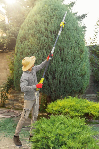 Best Lawn Maintenance Plans  in Alamogordo, NM