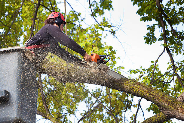 Best Tree Removal  in Alamogordo, NM